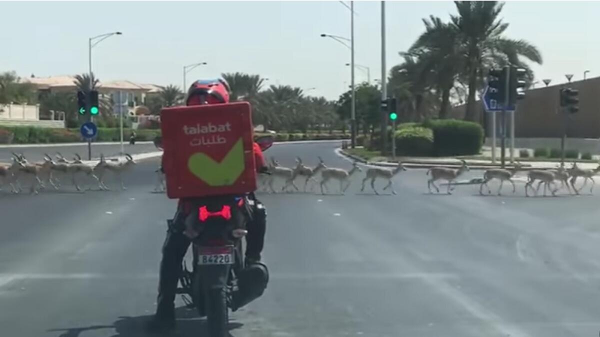 UAE: சாலையின் நடுவே சுற்றித் திரியும் மான்கள்..!! சமூக ஊடகங்களில் வைரலான வீடியோ..!! பொதுமக்களுக்கு வேண்டுகோள் விடுத்த அதிகாரிகள்..!!