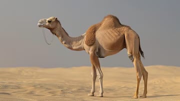 ஒட்டகங்களுக்கு பாஸ்போர்ட் வழங்க முடிவு செய்துள்ள சவுதி அரேபியா..!!